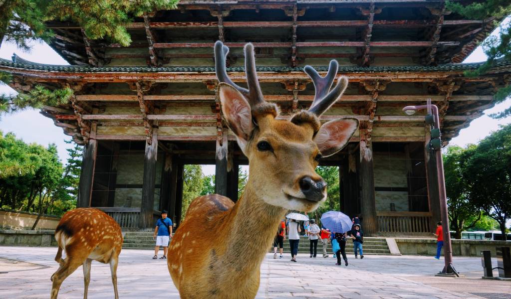6N Kerala to Japan Tour Package – Urban Sights & Nature Views
