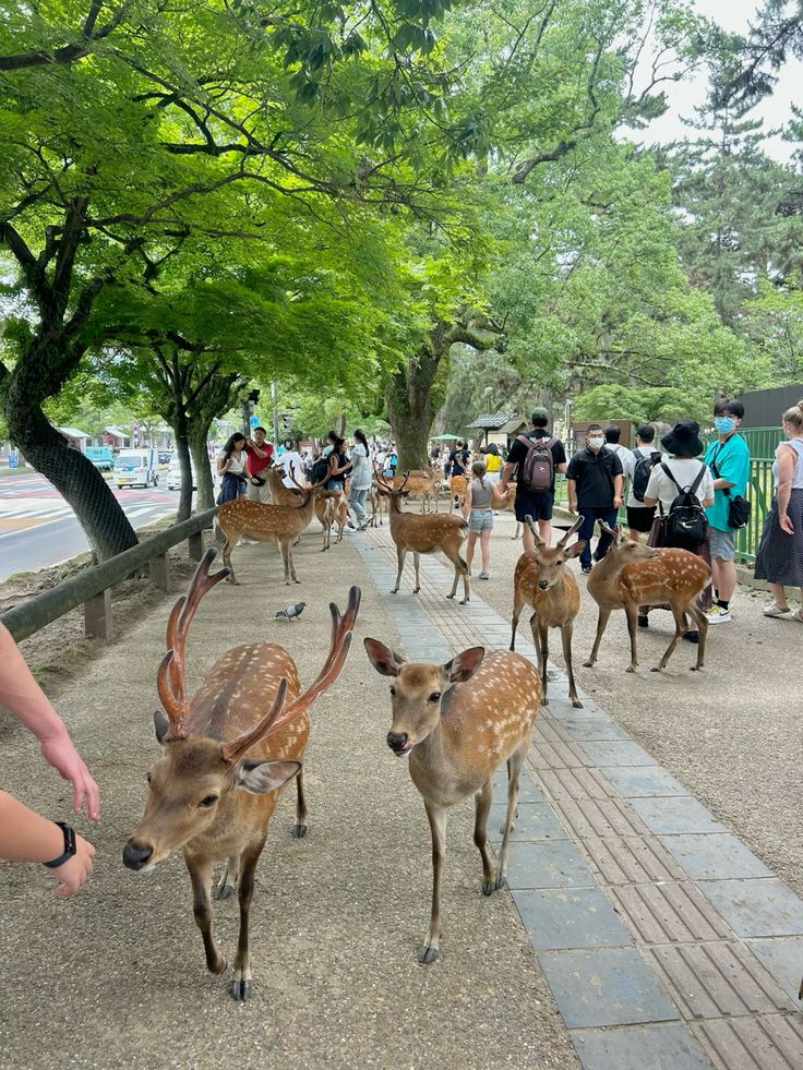 6N top Japan Tour Packages from Bangalore – Mt. Fuji & Hakone Wonders
