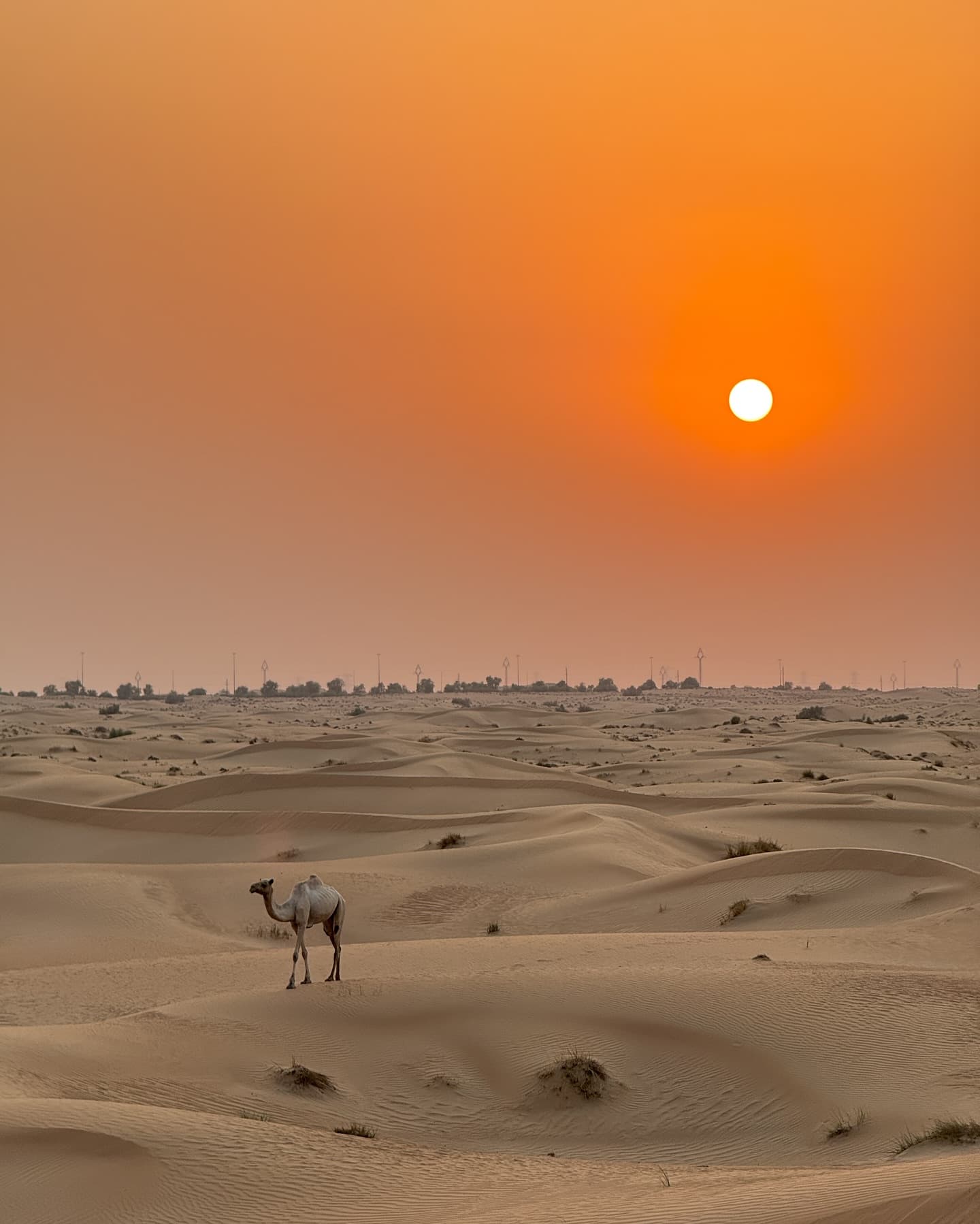 Three-Stop Budget Dubai Tour for 6 Nights from Kolkata